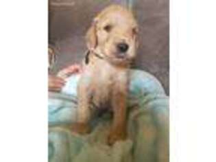 Goldendoodle Puppy for sale in Oak Hill, WV, USA