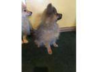 Pomeranian Puppy for sale in Cherry Hill, NJ, USA