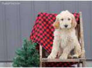 Goldendoodle Puppy for sale in Lowry City, MO, USA