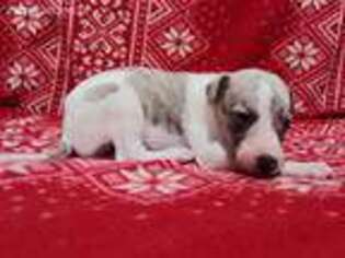 Whippet Puppy for sale in Sweet Home, OR, USA