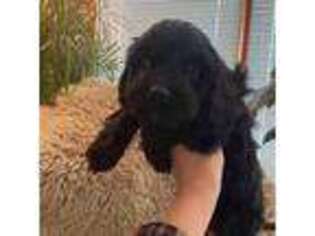 Cavapoo Puppy for sale in Moorestown, NJ, USA