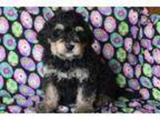 Mutt Puppy for sale in Clifton, KS, USA