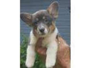 Pembroke Welsh Corgi Puppy for sale in Urbana, MO, USA