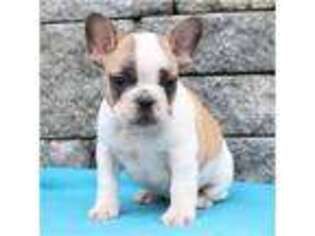 French Bulldog Puppy for sale in Marietta, OH, USA