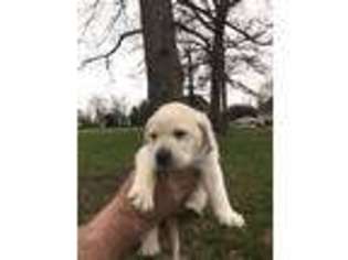 Labrador Retriever Puppy for sale in London, KY, USA