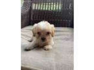 Cavapoo Puppy for sale in Carlton, GA, USA