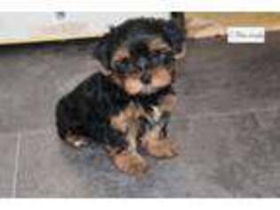 Yorkshire Terrier Puppy for sale in Kansas City, MO, USA