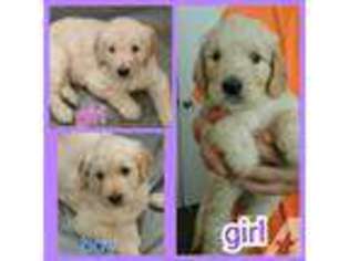 Goldendoodle Puppy for sale in WHITTIER, CA, USA