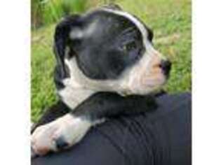 Alapaha Blue Blood Bulldog Puppy for sale in Richmond, VA, USA