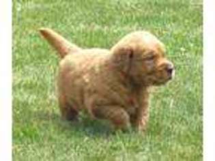 Golden Retriever Puppy for sale in Hagerstown, IN, USA