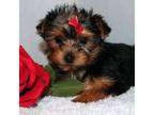 Yorkshire Terrier Puppy for sale in Laredo, TX, USA