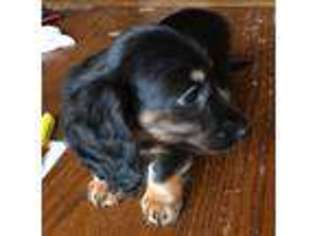 Dachshund Puppy for sale in Ottertail, MN, USA