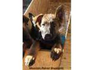 German Shepherd Dog Puppy for sale in Angel Fire, NM, USA