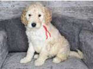 Goldendoodle Puppy for sale in Pella, IA, USA