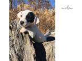 Jack Russell Terrier Puppy for sale in Fayetteville, AR, USA