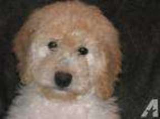 Goldendoodle Puppy for sale in ALEXANDRIA, IN, USA