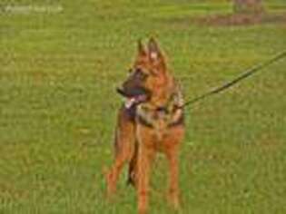 German Shepherd Dog Puppy for sale in Flintville, TN, USA