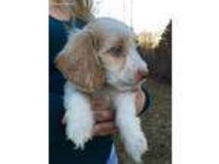 Dachshund Puppy for sale in Plainfield, IL, USA