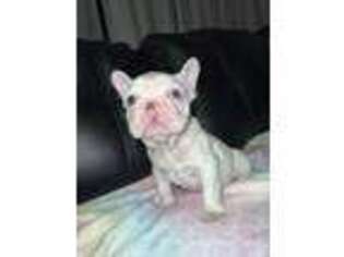 French Bulldog Puppy for sale in Hollywood, MD, USA