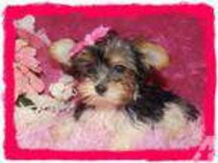 Yorkshire Terrier Puppy for sale in GREENVILLE, TX, USA