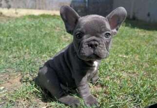 French Bulldog Puppy for sale in Xenia, OH, USA