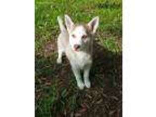 Siberian Husky Puppy for sale in Hayward, WI, USA