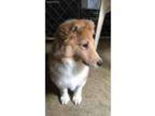 Shetland Sheepdog Puppy for sale in Port Monmouth, NJ, USA