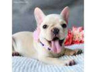 French Bulldog Puppy for sale in Pembroke Pines, FL, USA