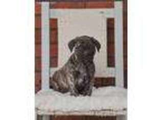 Mastiff Puppy for sale in Honey Brook, PA, USA