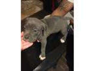Mutt Puppy for sale in Dunkirk, NY, USA