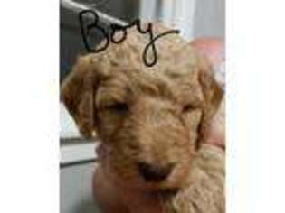 Labradoodle Puppy for sale in Richland Center, WI, USA