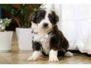 Mutt Puppy for sale in Canton, OH, USA