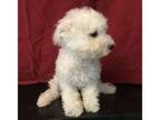 Bichon Frise Puppy for sale in Danville, NH, USA