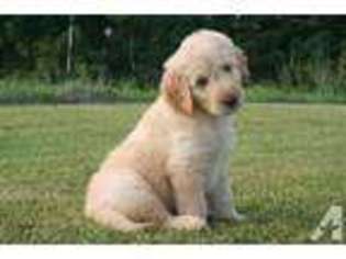 Labradoodle Puppy for sale in OWINGSVILLE, KY, USA