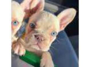 French Bulldog Puppy for sale in Labelle, FL, USA