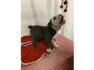 Olde English Bulldogge Puppy for sale in Lexington, NC, USA