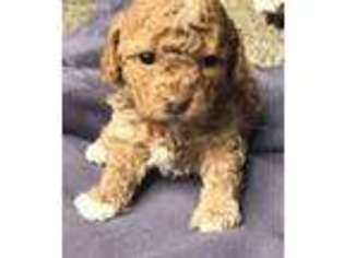 Cavapoo Puppy for sale in Johnstown, CO, USA