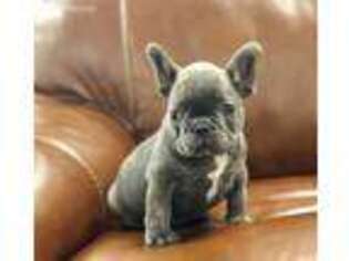 French Bulldog Puppy for sale in Uniondale, NY, USA