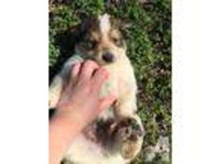 Saint Bernard Puppy for sale in KILLEEN, TX, USA