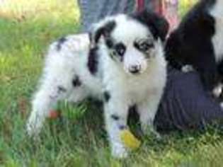 Miniature Australian Shepherd Puppy for sale in Shelby, MI, USA