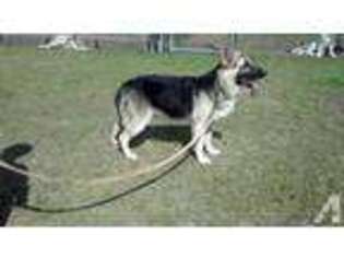 German Shepherd Dog Puppy for sale in VIDALIA, GA, USA