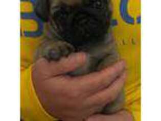 Pug Puppy for sale in New Boston, NH, USA