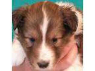 Shetland Sheepdog Puppy for sale in Berkeley Springs, WV, USA