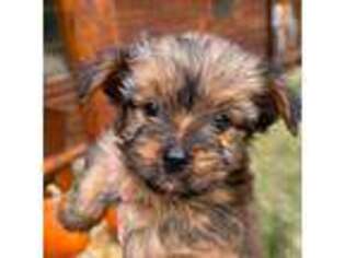 Yorkshire Terrier Puppy for sale in Chester, SC, USA
