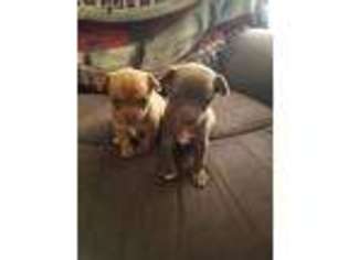 Chihuahua Puppy for sale in Chesterfield, MO, USA