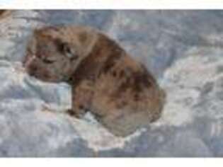 French Bulldog Puppy for sale in Carnesville, GA, USA