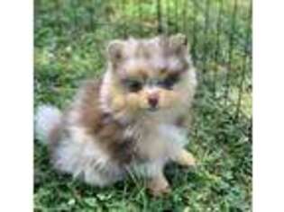 Pomeranian Puppy for sale in Warfordsburg, PA, USA
