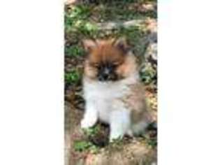 Pomeranian Puppy for sale in Camdenton, MO, USA