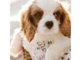 Cavalier King Charles Spaniel Puppy for sale in Omaha, NE, USA