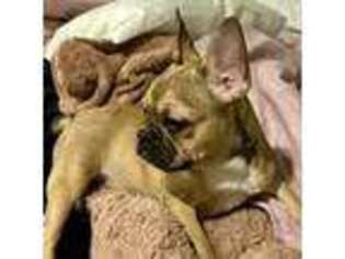 French Bulldog Puppy for sale in Ashburnham, MA, USA